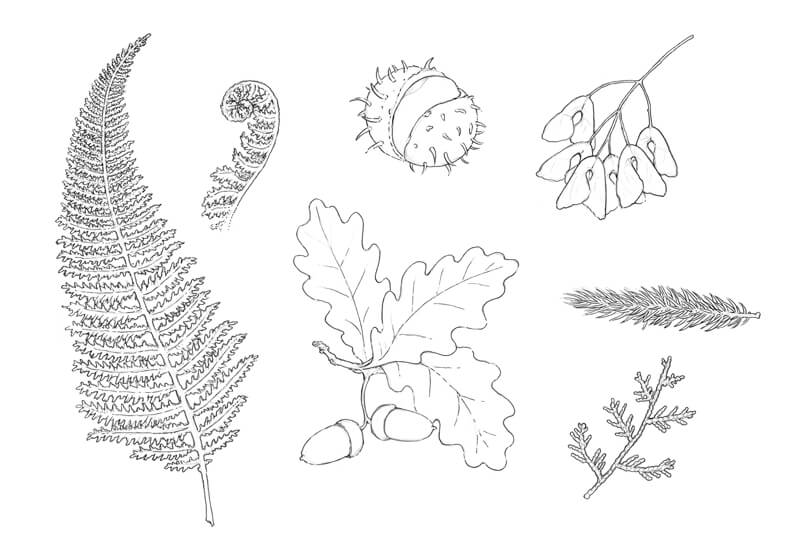 Outlining objects from nature with ink