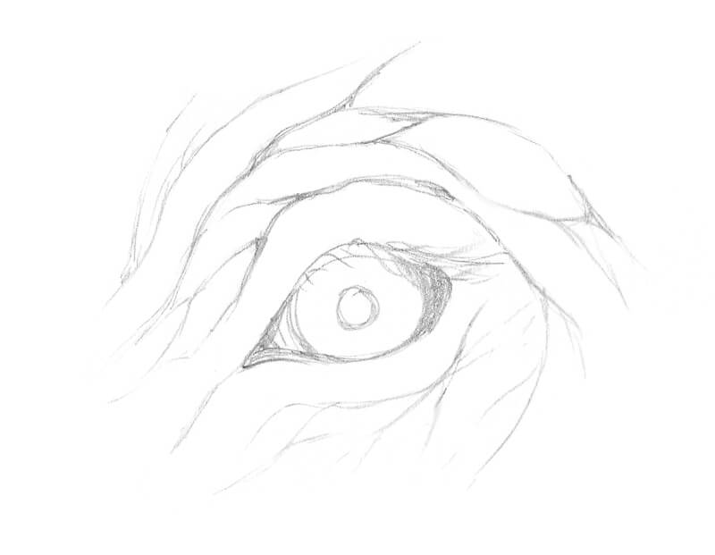Pencil sketch of an elephant's eye
