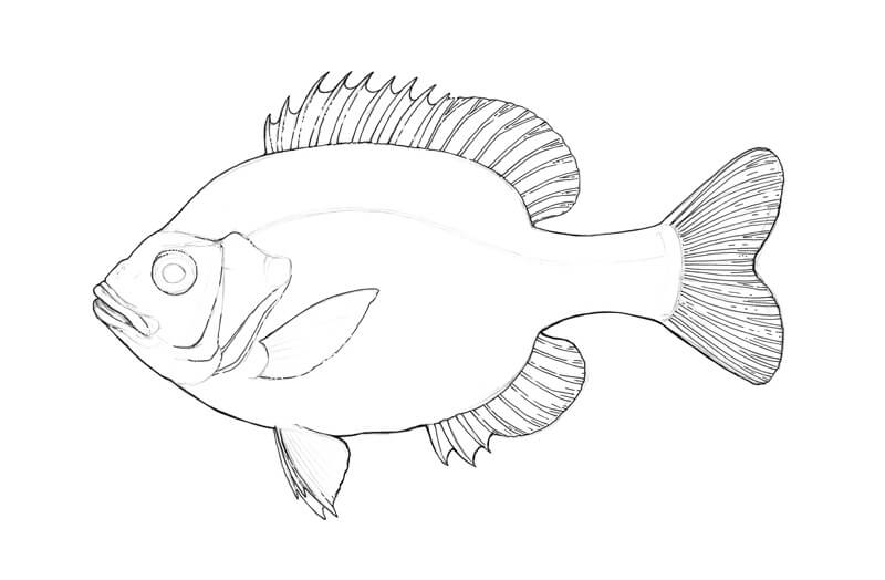 Contour line drawing of a fish