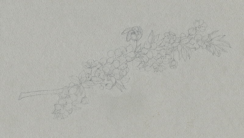 Contour line drawing of cherry blossoms on toned gray paper