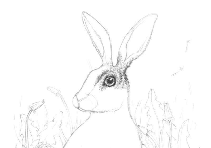 Drawing the fur around the eye of the rabbit