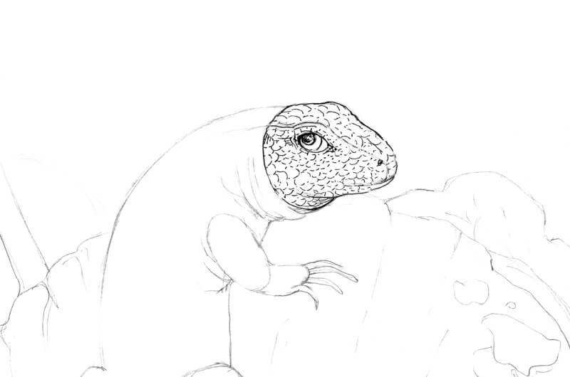 Drawing the lizard's head with ink