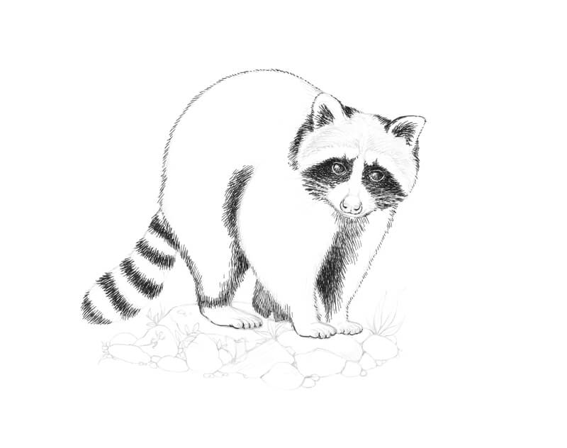 Making the darker areas on the raccoon with pen and ink