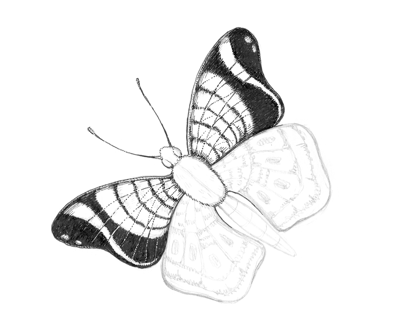 Outlining the darker spots on the butterfly with ink