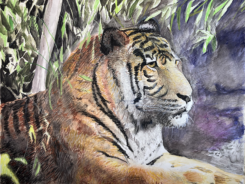 Water Soluble Crayon Drawing of a Tiger