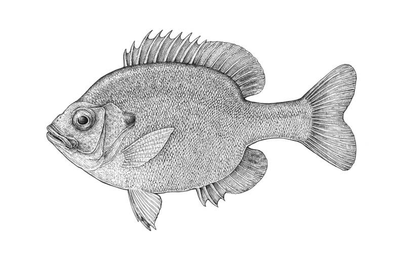 Completed pen and ink drawing of a fish