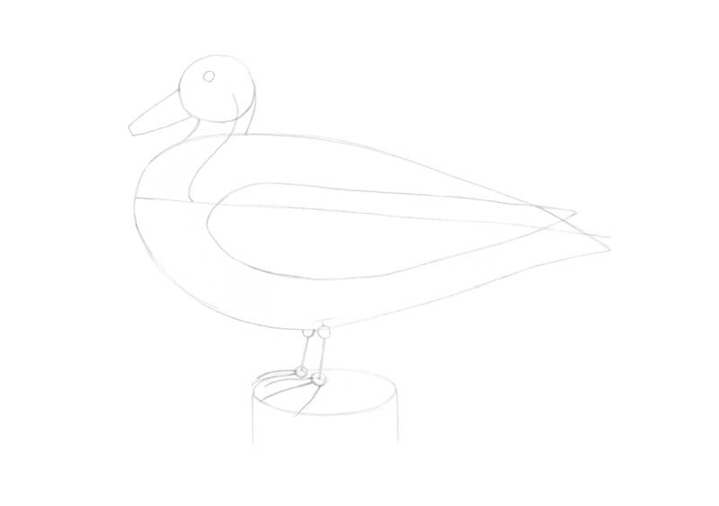 Drawing the feet of the duck