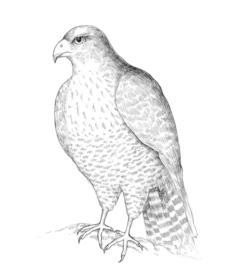 Adding textures to the drawing of a falcon