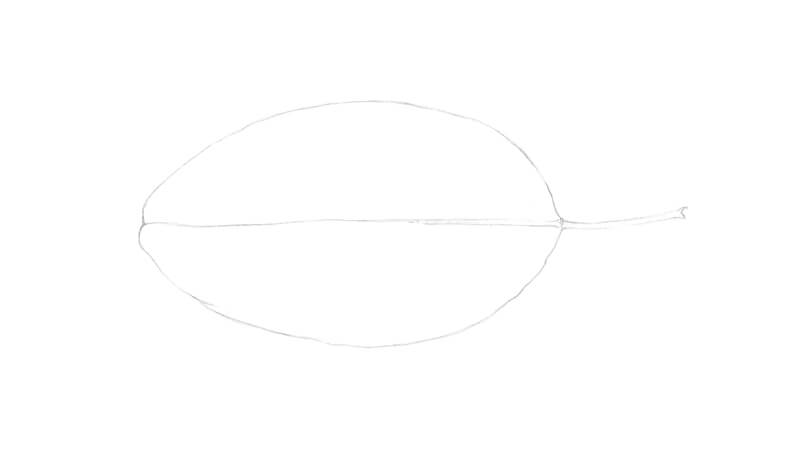 Refining contours of the leaf drawing