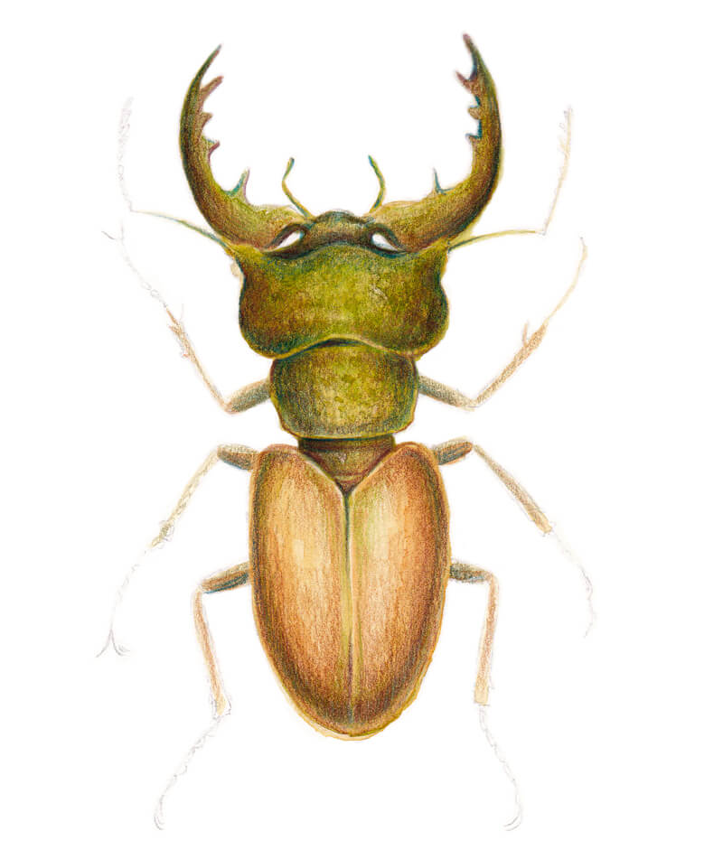 Adding bright accents to our drawing of a stag beetle