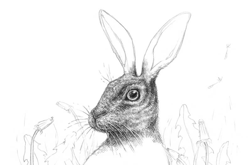Drawing the texture of fur on the rabbit's muzzle