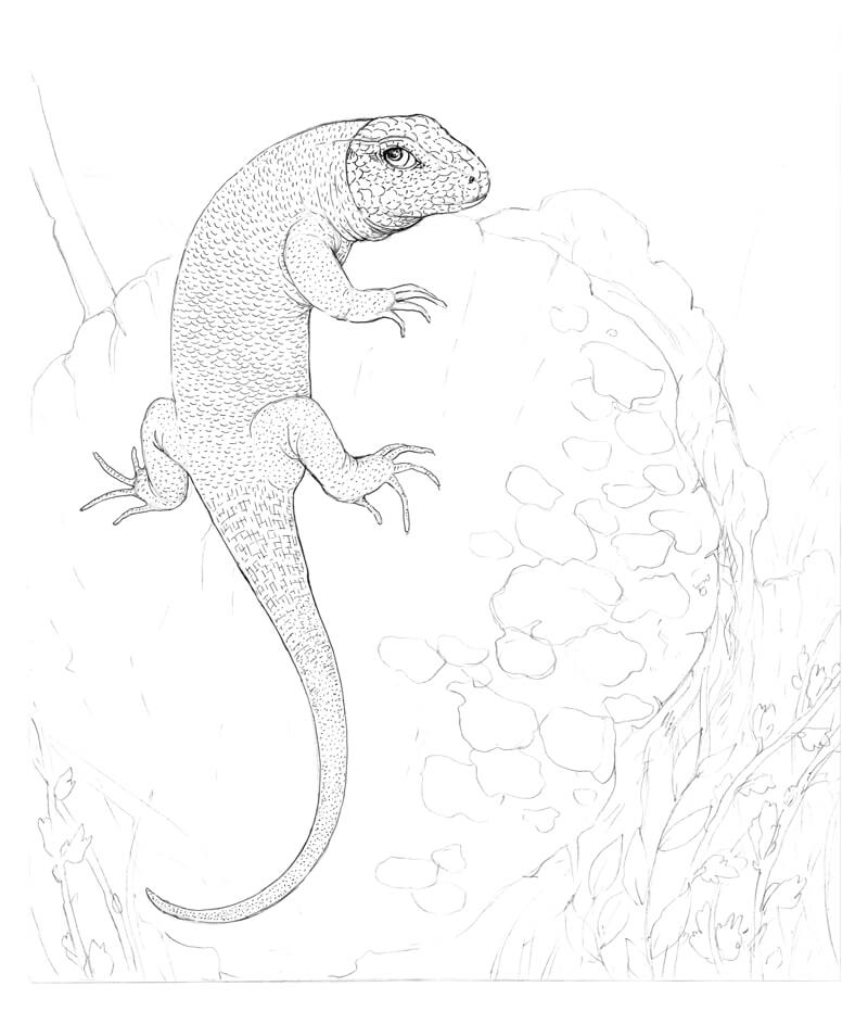 Adding additional texture to the body of the lizard