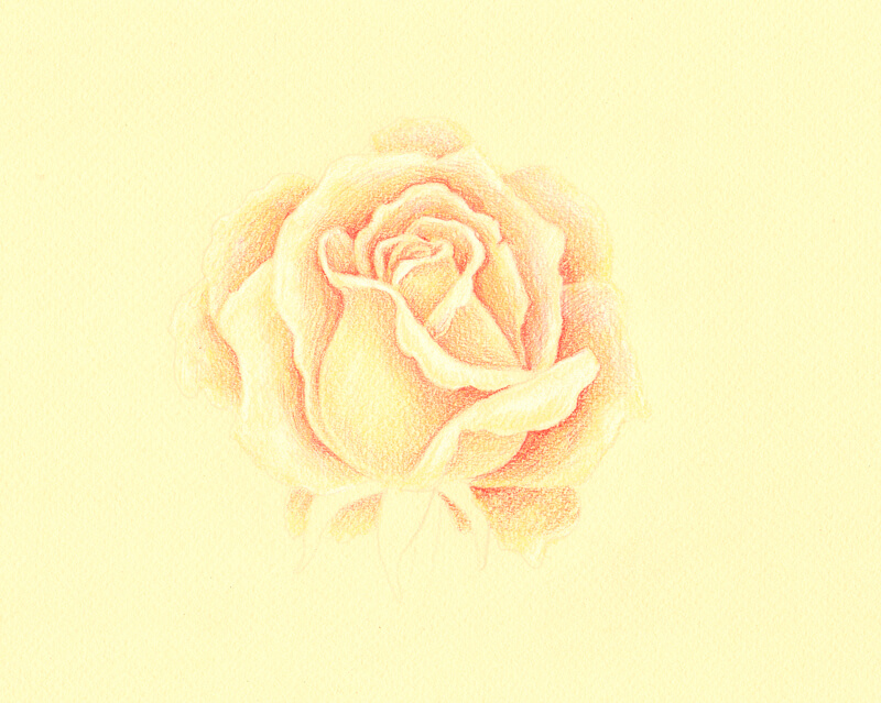 Adding color to the drawing of a rose