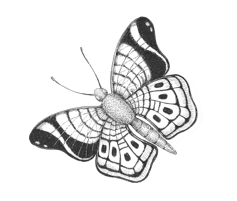 Creating texture on the butterfly with ink