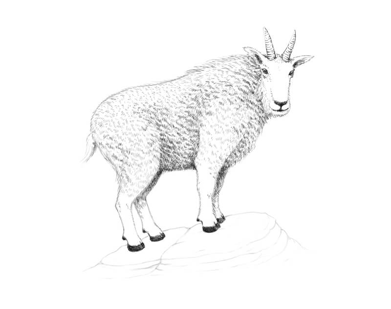 Drawing contour lines on the body of the goat