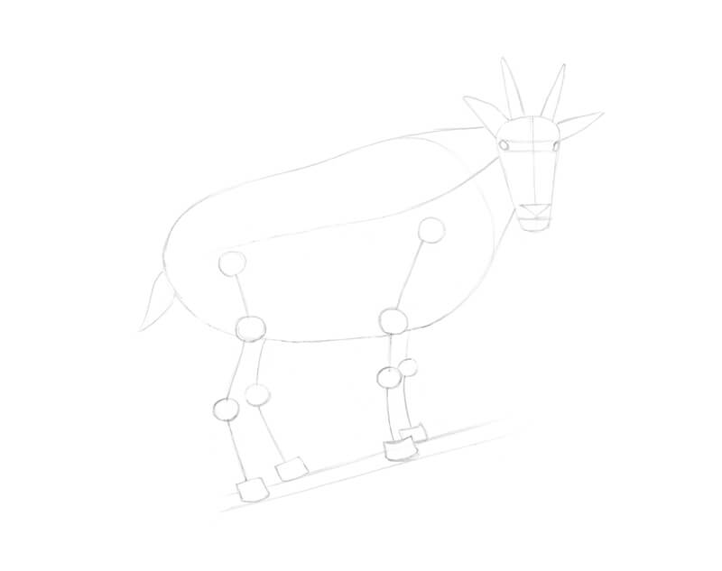 Drawing the limbs of the goat