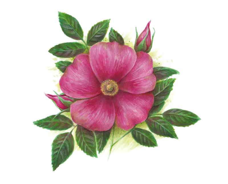 Drawing of a wild rose with markers and colored pencils