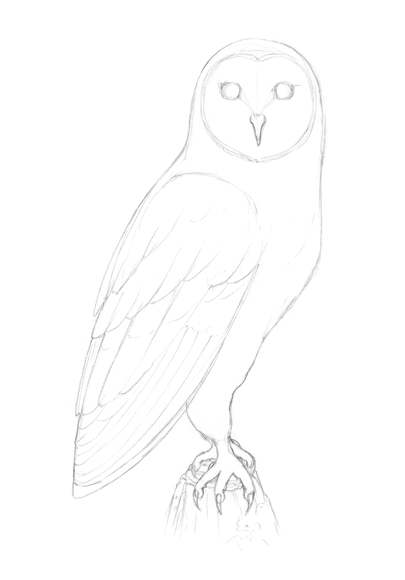 Refining the shape of the owl's body