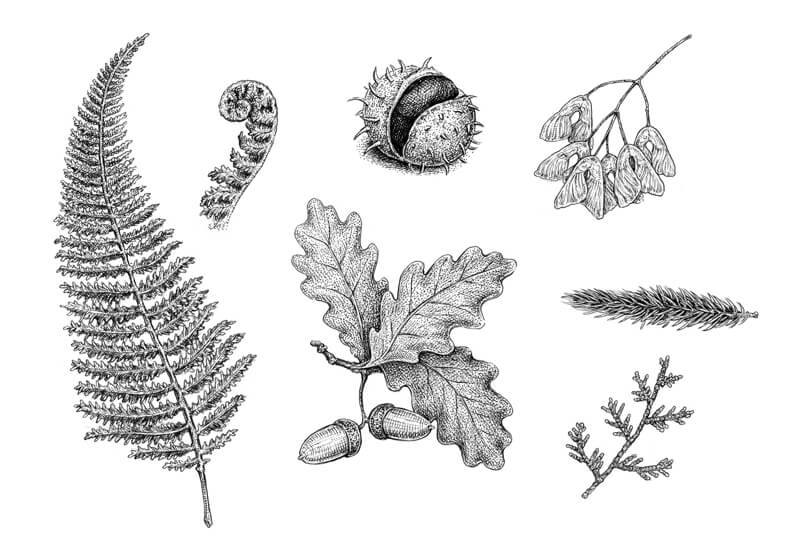 Herbarium drawing with pen and ink