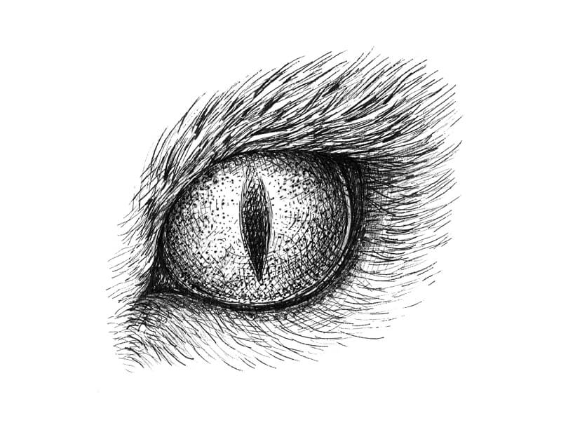 Drawing of a cat eye with pen and ink