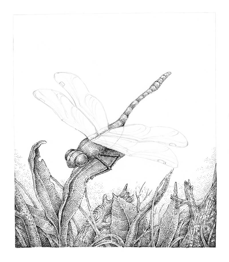 Stippling the body of the dragonfly