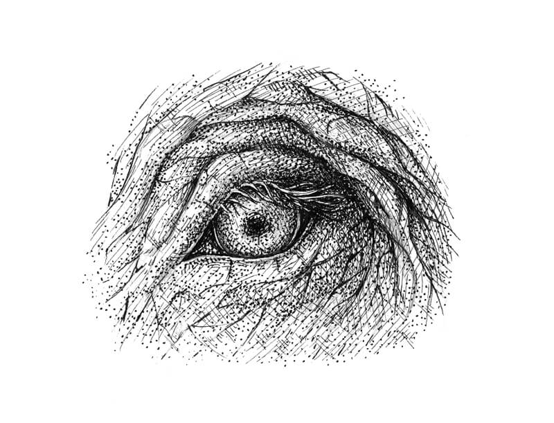 Pen and ink drawing of an elephant eye