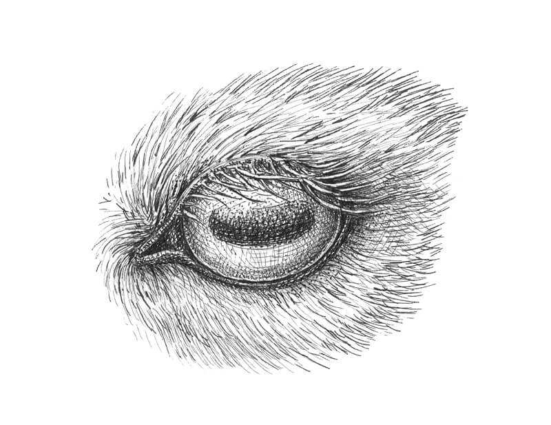 Pen and ink drawing of a goat eye