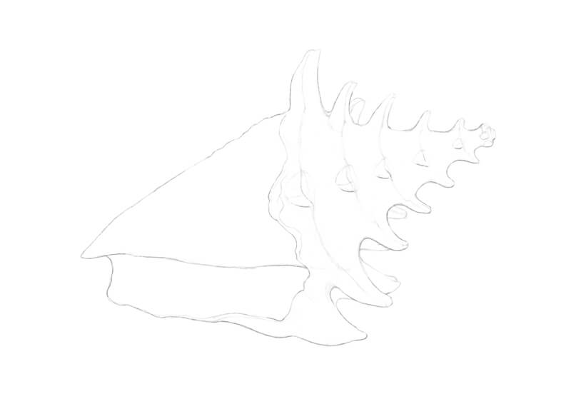 Preliminary drawing of a seashell