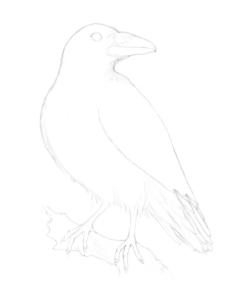 Drawing the talons of the raven