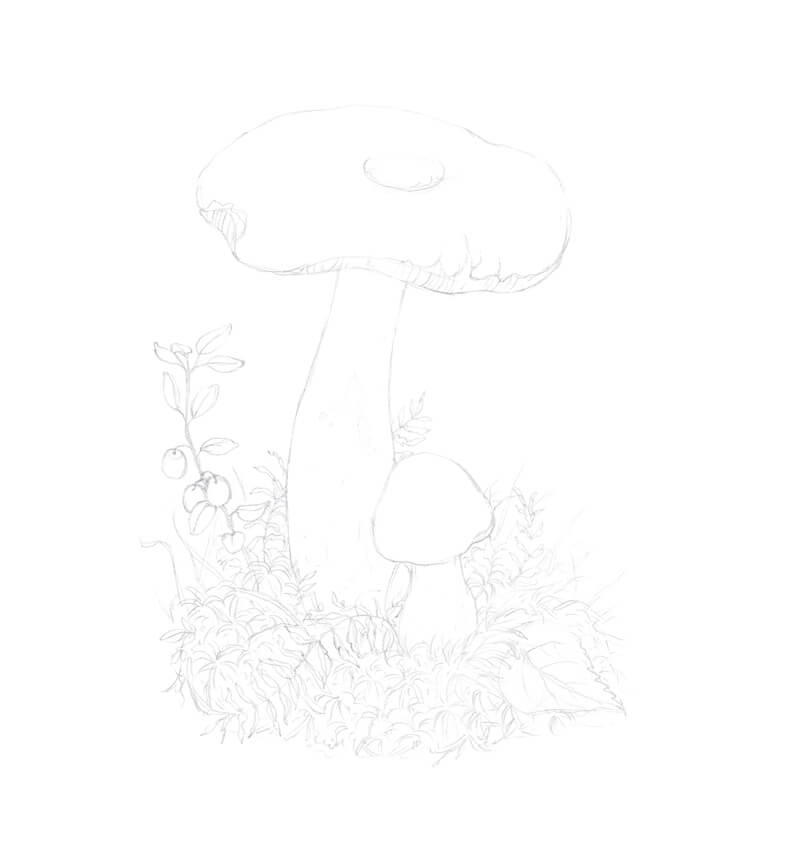 Completed pencil sketch of a mushroom