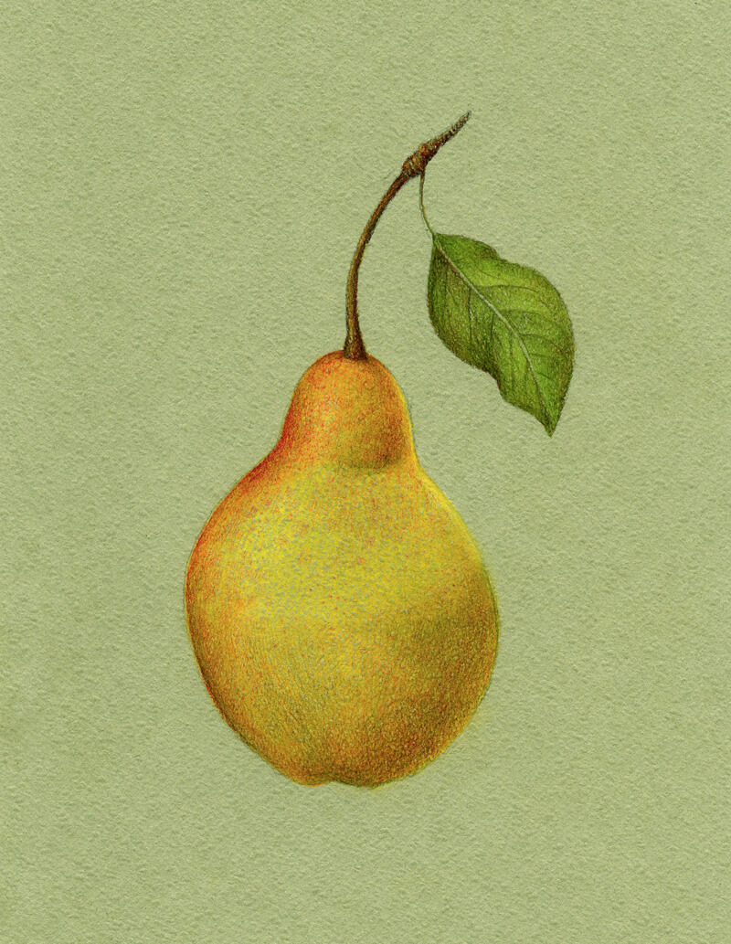 Developing the core shadow on the body of the pear