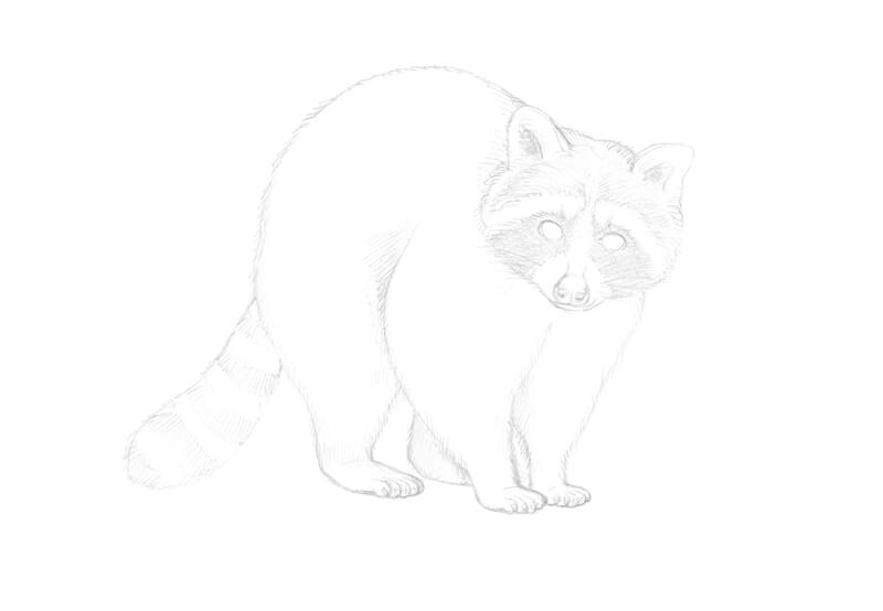 Drawing contour lines on the body of the raccoon with pencil