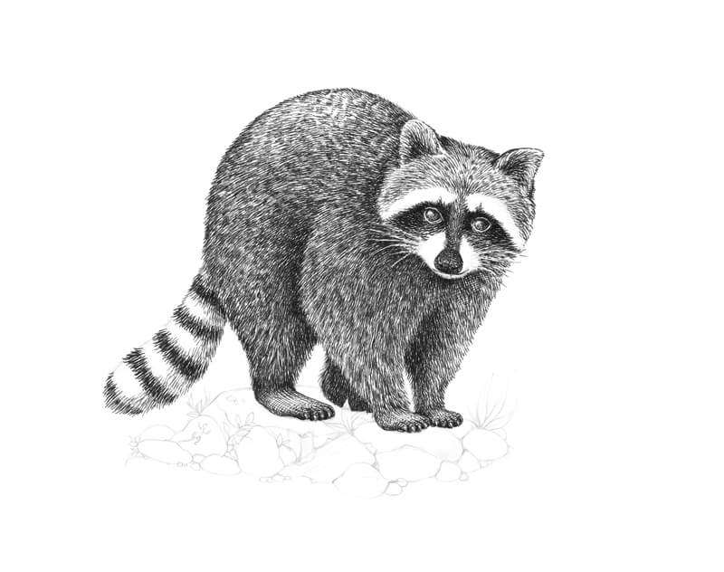 Drawing the claws of the raccoon