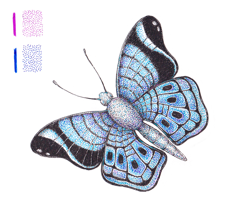 Colorful pen and ink drawing of a butterfly