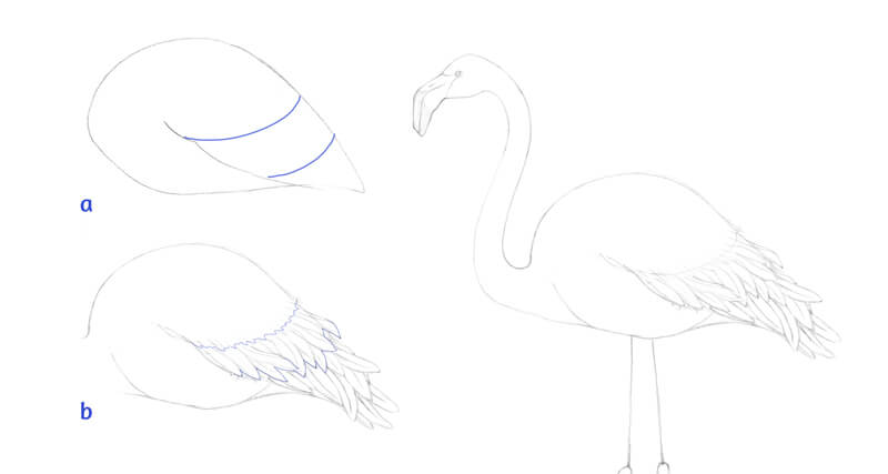 Drawing flamingo feathers