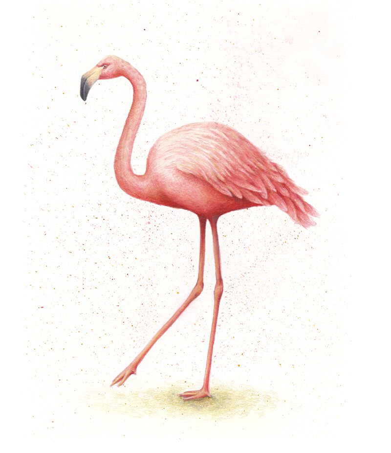 Flamingo drawing with watercolor and colored pencils