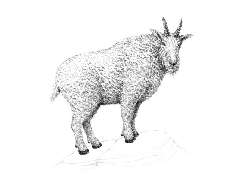 Adding pen and ink applications to the limbs of the goat