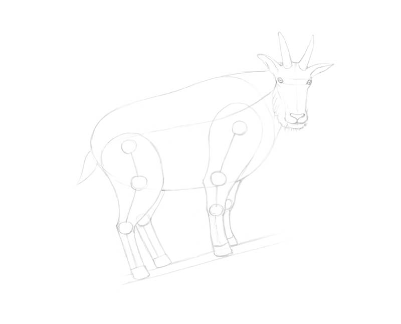 Refining the drawing of the head of the goat