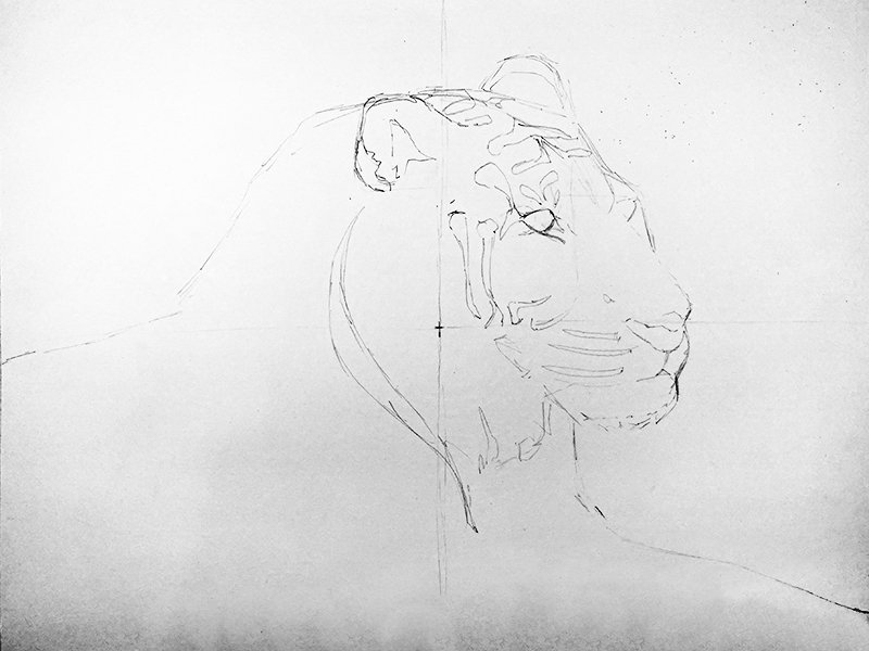 Pencil line drawing of a tiger