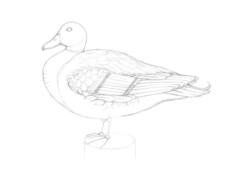 Drawing the tail feathers of a mallard duck