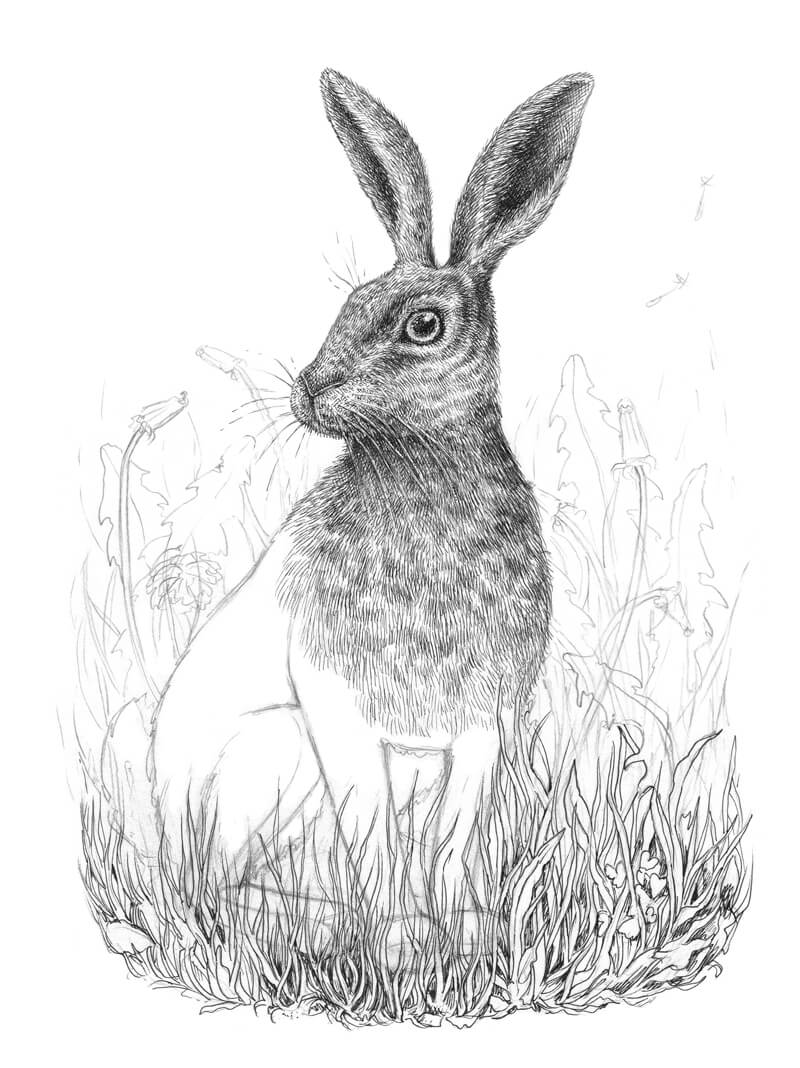 Drawing the grass in front of the rabbit