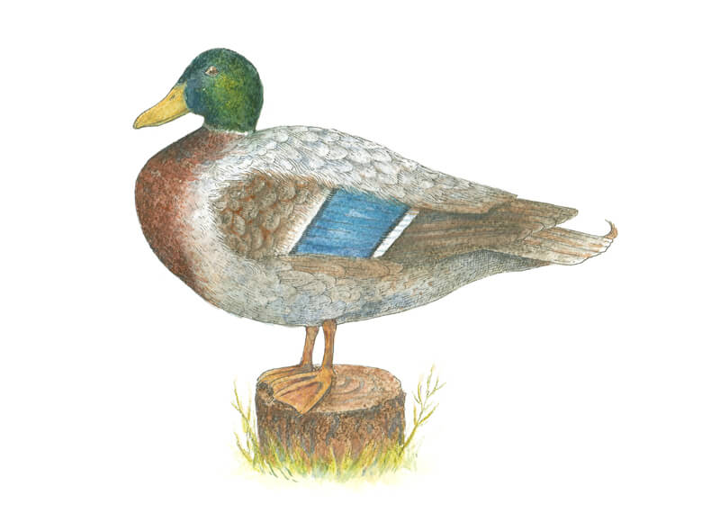 Adding the final details to the drawing of a duck