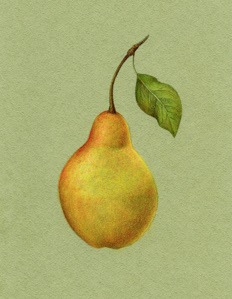 Colored pencil and pastel drawing of a pear