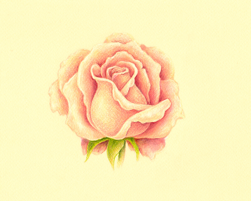 Burnishing colored pencil applications on the rose