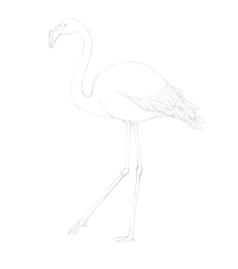 Completed flamingo sketch