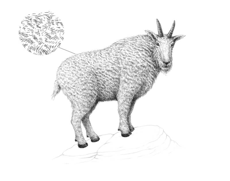 Developing values on the goat fur with pen and ink
