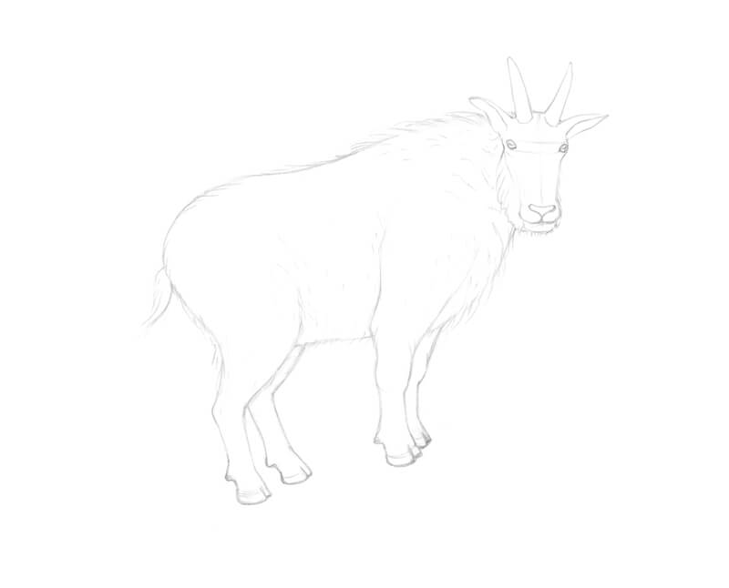 Refining the drawing of the limbs of the goat