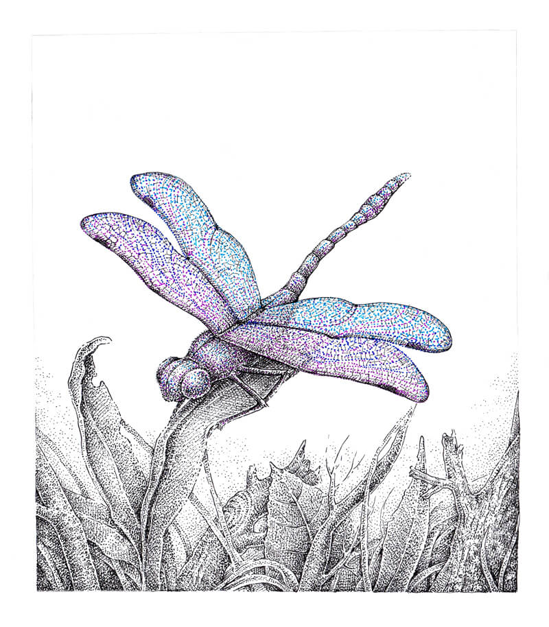 Pen and Ink Drawing of a Dragonfly