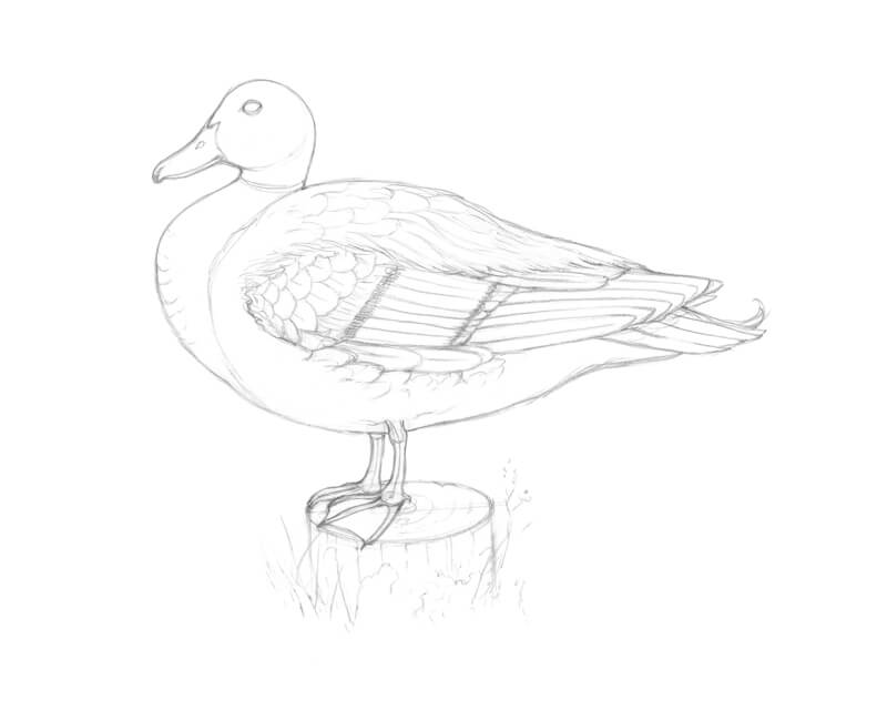 Complete pencil sketch of a duck