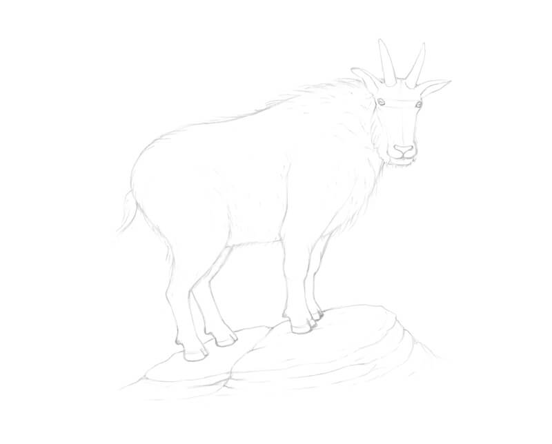 Drawing a few rocks under the goat